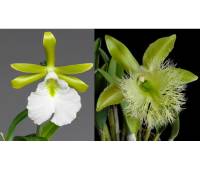Encyclia  mariae x Brassavola digbyana