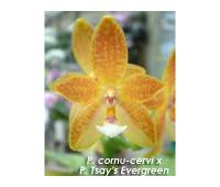 Phalaenopsis cornu-cervi x Tsay's Evergreen