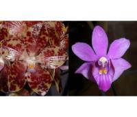 Phalaenopsis gigantea x Doritis pulcherrima