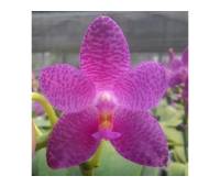 Phalaenopsis Mok Choi Yew x sib