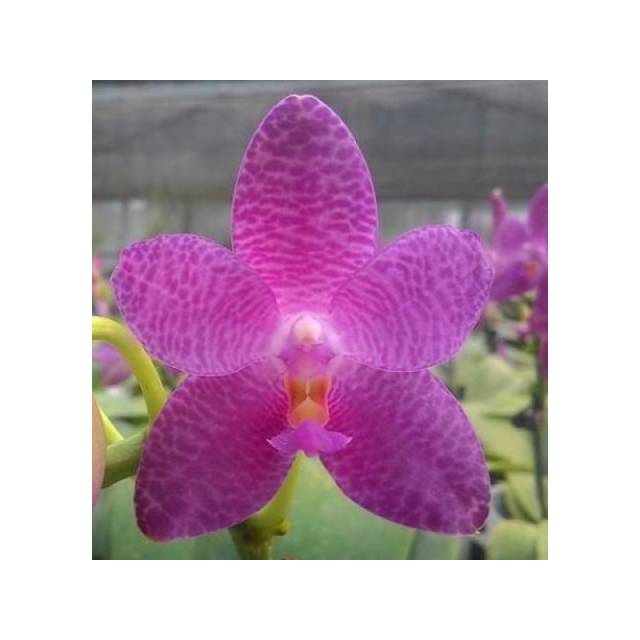 Phalaenopsis Mok Choi Yew x sib