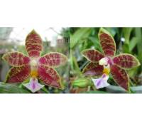 Phalaenopsis Nobby's Green Eagle x mannii var.black