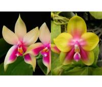 Phalaenopsis KS Happy Eagle x Samera 'Red'
