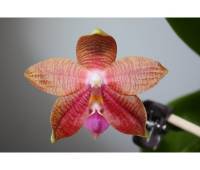 Phalaenopsis Coral Isler x Princess Kaiulanii