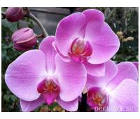 Phalaenopsis PH 080/1 Happy Valentina