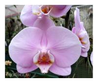 Phalaenopsis PH 161 Manila