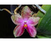 Phalaenopsis bellina blue x gigantea