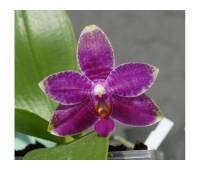 Phalaenopsis Grosbeak
