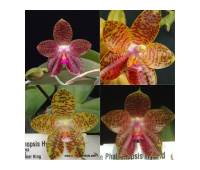 Phalaenopsis LD's Bear King x gigantea