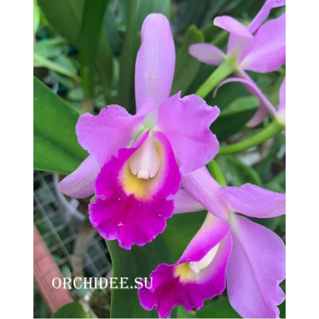 Cattleya hybrid 038