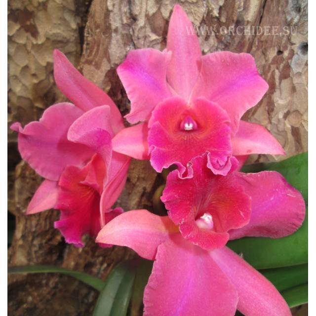 Brassolaeliocattleya Yuany KY6 