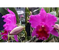 Brassolaeliocattleya Memoria Crispin Rosales 'Lu Kang'
