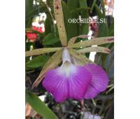 Brassocattleya Binosa