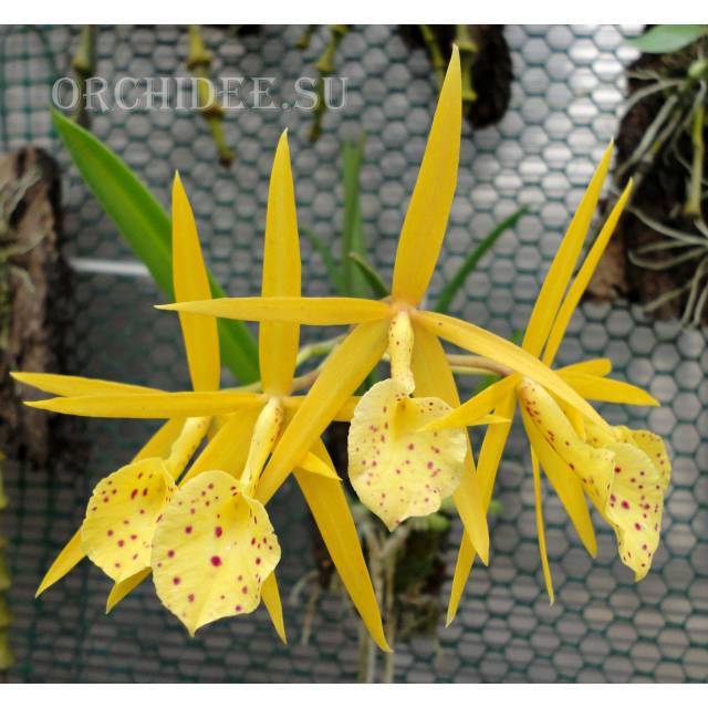Brassavola Yellow Bird