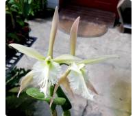 Epidendrum ciliare x Rhyncholaelia digbyana