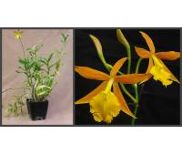 Epicattleya Orange Blaze