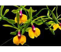 Epicattleya Rene Marques