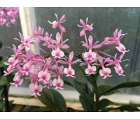 Epidendrum Anika Hassinger