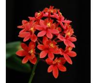 Epidendrum radicans Red