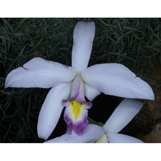 Laelia anceps var.sanderiana