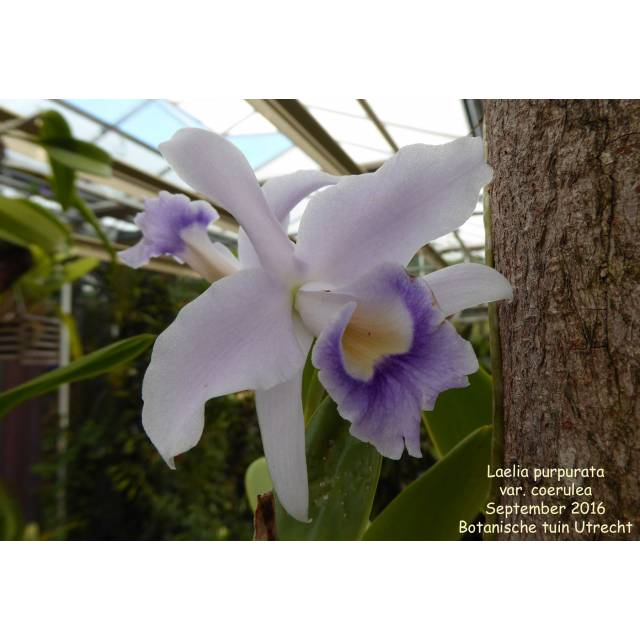 Laelia purpurata var. coerulea