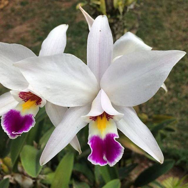 Laelia anceps semi-alba x self
