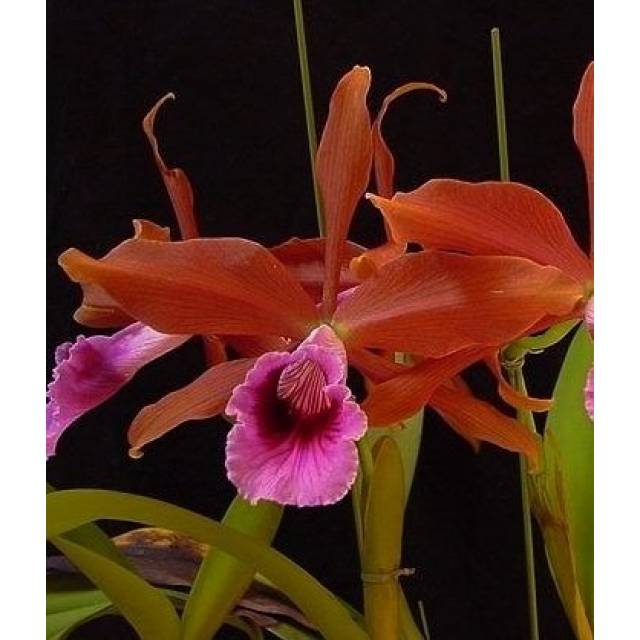 Laelia tenebrosa 'Surpresa' x self
