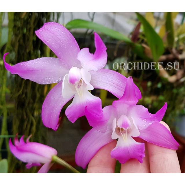 Laelia gouldiana