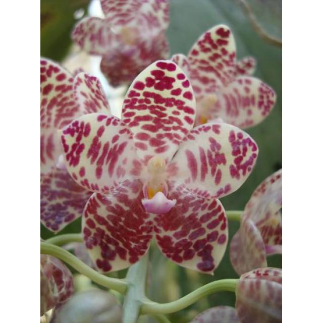 Phalaenopsis gigantea