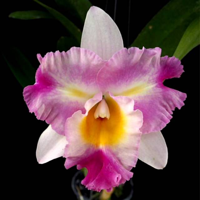 Rhyncholaeliocattleya Haadyai Delight x Mary's Song