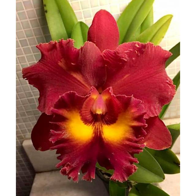 Rhyncholaeliocattleya Siam Red