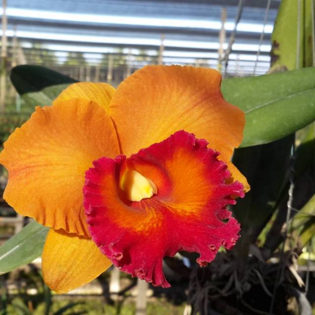 Rhyncholaeliocattleya Yen Golden Masterpiece