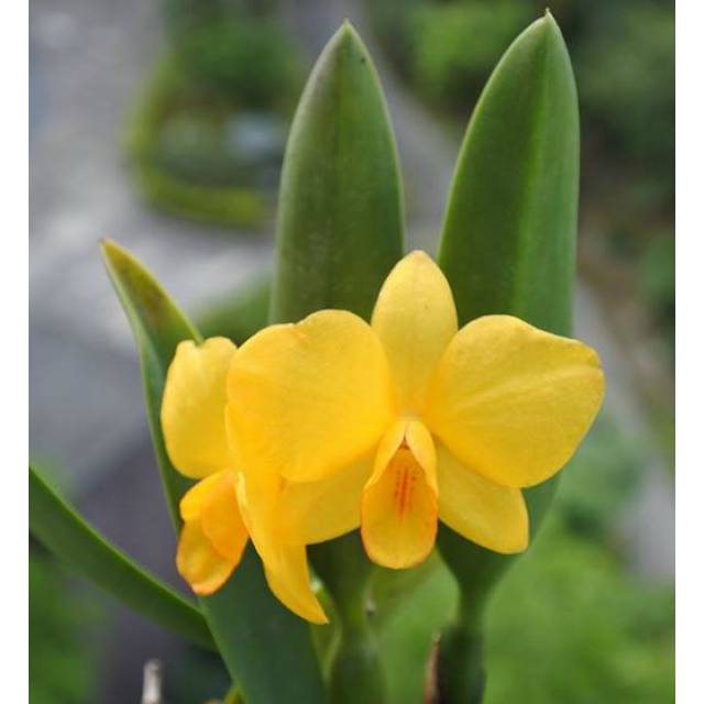 Sophrolaeliocattleya Candy Ball x Sophronitis cernua