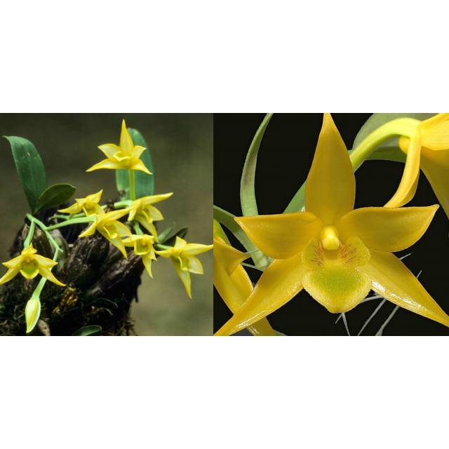 Dendrobium trigonopus