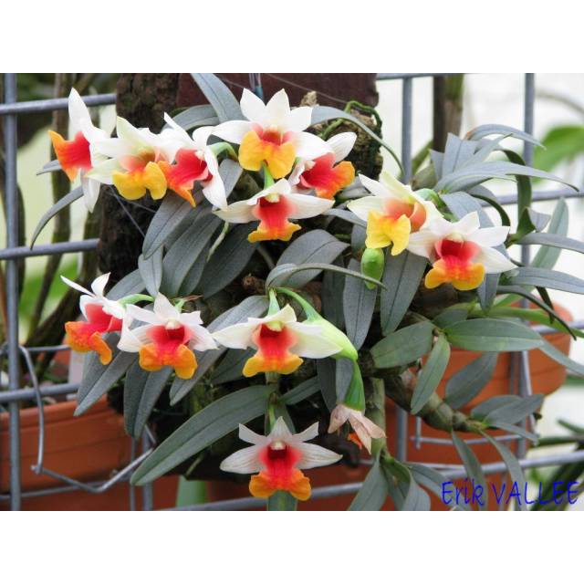 Dendrobium bellatulum 