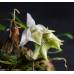 Dendrobium anamalyanum