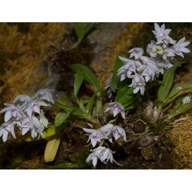 Dendrobium anamalyanum