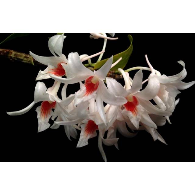 Dendrobium draconis