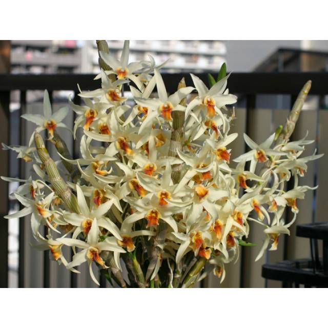 Dendrobium heterocarpum