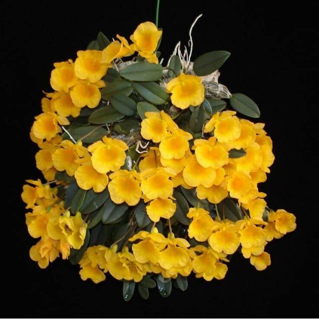 Dendrobium jenkinsii 