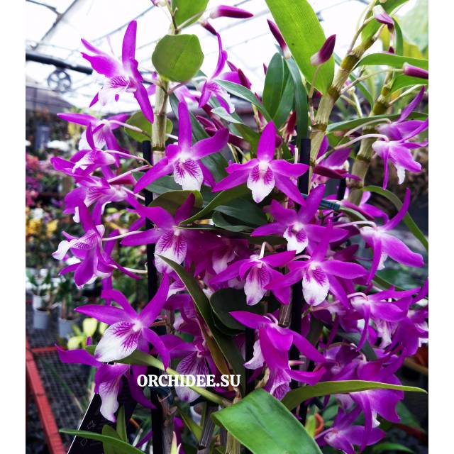 Dendrobium Rainbow Dance