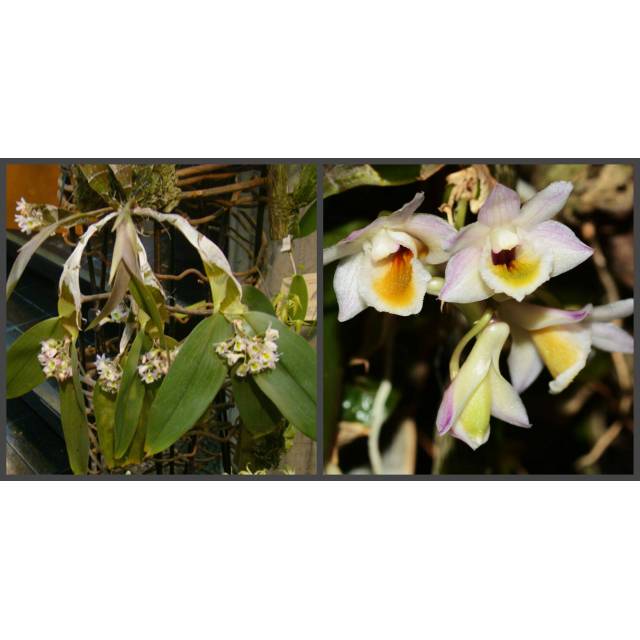 Dendrobium ypsilon