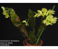 Dendrobium lamellatum