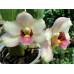 Bifrenaria harrisoniae