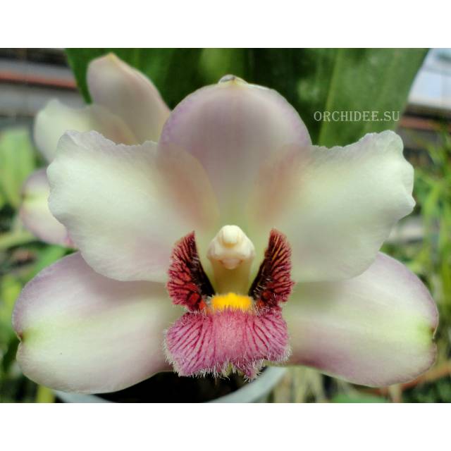 Bifrenaria harrisoniae