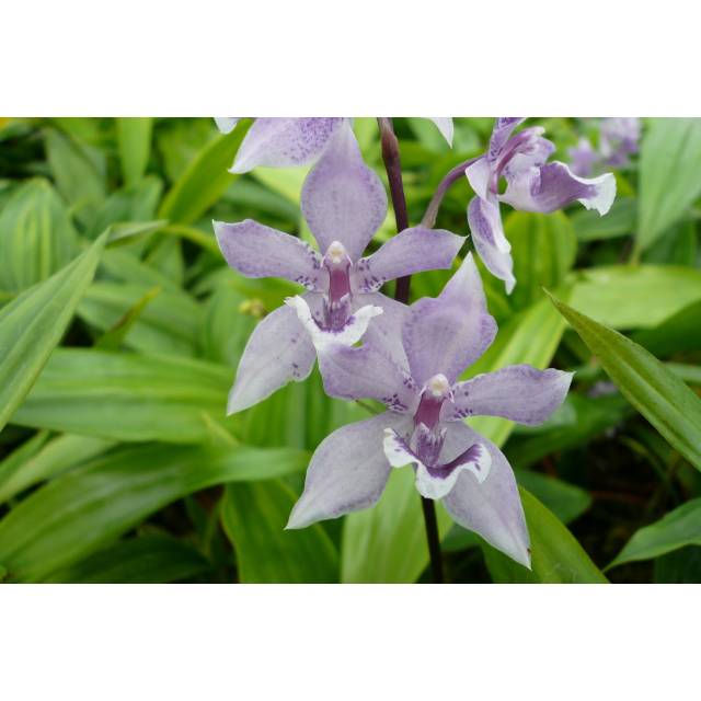 Acacallis Rhein Blue Baby