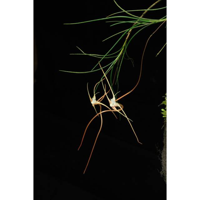 Angraecum teretifolium