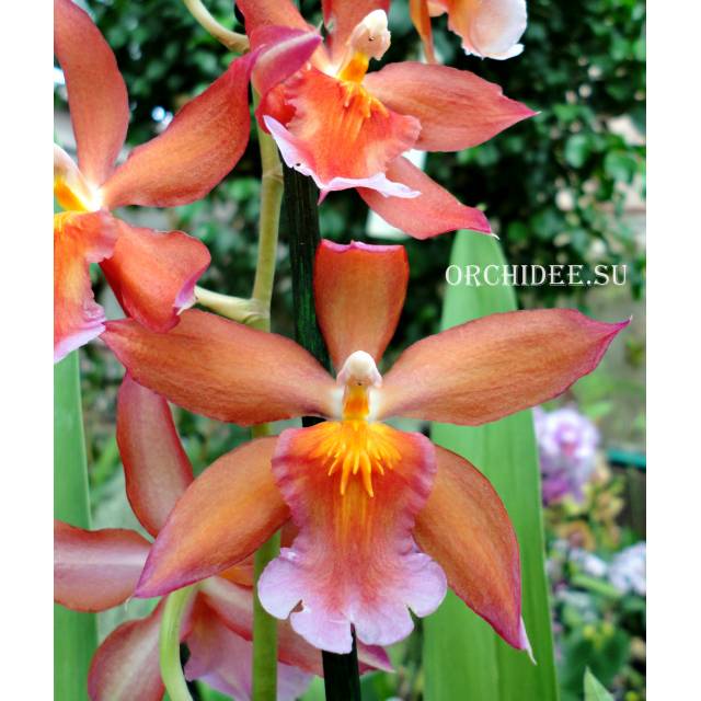 Oncidium hybrid 016