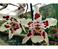 Oncidium hybrid 021