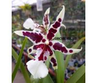 Beallara  Dianna Dunn "Gothic" White